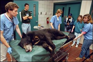 Toledo Zoo veterinarian Tim Reichard, left, pushes a sloth bear on a gurney after an exam in 1997. Vet technician Kari Wildeboer, center, and veterinarian Wynona Shellebarger help.