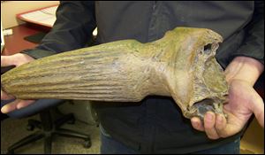 A.J. Weber shows the inside of a portion of steppe bison skull in Homer, Alaska that he found near Diamond Creek. 