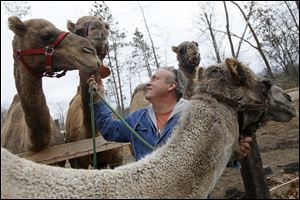Joe Garverick is working to establish a camel milk business at his 36-acre farm in Lambertville. Camel milk sells for $11 a pint and he says it is more nutritious than cow’s milk.