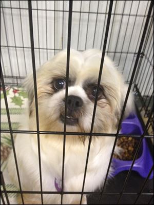 Quinton, a male Shih Tzu, one of the dogs rescued, peers from a crate at the Island Safe Harbor Animal Sanctuary in Port Clinton.