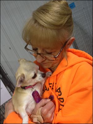 Nancy Benevento-Brown, the founder and CEO of Island Safe Harbor Animal Sanctuary in Port Clinton, cuddles with Sugar, a 4-year-old Chihuahua. Sugar is one of 34 dogs she took in over the weekend after being contacted by a central Ohio resident who said she had taken them from a puppy mill.
