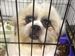 Quinton, a male Shih Tzu, one of the dogs rescued, peers from a crate at the Island Safe Harbor Animal Sanctuary in Port Clinton.