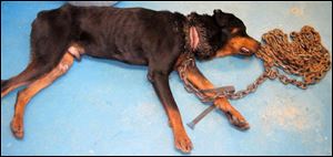 Trey, formerly known as Bubba, pictured as he was found with an embedded collar attached to a 25-pound chain.