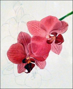 Cool Yule exhibit Magenta Orchid..., David Herzig, Watercolor.