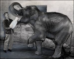 Amber prepares to gulp down a large jug of milk from zookeeper Dan Danford in June, 1955. The elephant was donated as a baby to the zoo by The Blade as a symbol for a school safety contest. The name, chosen in a citywide contest, stood for the amber caution signal on traffic lights.