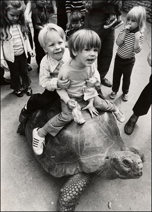 A pair of brothers hang on while riding Galopy in September, 1972. Despite enormous popularity among area children, the 60-year-old Galopy was given to the San Diego Zoo in 1983 after only 32 years at the Toledo Zoo. Such tortoises have a life expectancy of more than 150 years.