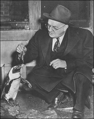 Frank ‘Curly’ Skeldon, feeding a penguin in 1949, became director of the zoo in 1926. Mr. Skeldon, a Blade business reporter and editor, received a token salary of $1 a month