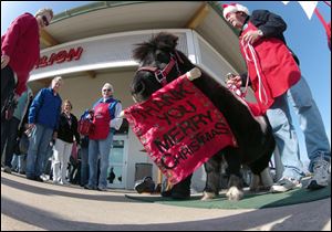 Tinker, a miniature horse, rings a red bell for the Salvation Army with his owner Carol Takacs in West Bend, Wis. Takacs says his name was Tinker when she and her husband got him and they couldn't have named him better if they tried. (AP Photo/Carrie Antlfinger)