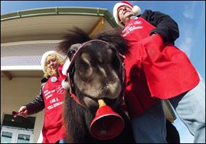 Tinker, a miniature horse, rings a red bell for the Salvation Army outside a craft fair in West Bend, Wis. with his owners Carol and Joe Takacs. Salvation Army officials say Tinker raises 10 times more than a regular bell ringer.