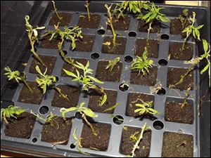 Troopers report that two witnesses saw a large trash bag being tossed from a window of the sport-utility vehicle on I-475. Inside the bag, troopers found 25 marijuana plants and an electronic scale.