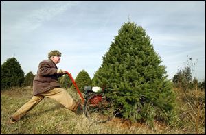 Gordon Rhoades fells a ten foot tall douglas fir tree at his Rhoades Christmas Tree Farm in Whitehouse.
