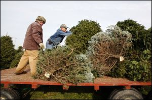 Gordon Rhoades, left, and field manager David Burkett load trees onto a wagon at Rhoades Christmas Tree Farm in Whitehouse.