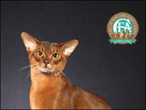 Aby the Abyssinian Cat