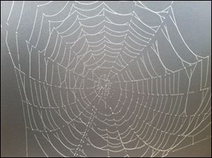 Monday morning fog sparkles on a spider's web in Toledo.