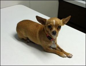 Cutie's fund gets its name from a Chihuahua that was brought in during the middle of the night with a puppy lodged in her birth canal. The emergency-care bill for Cutie was more than $1,400.