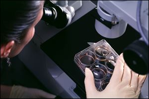 A technician examines human embryonic stem cells under a microscope in the lab of University of Wisconsin-Madison researcher James Thomson.