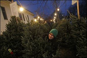 Keegan Miller, 15, center, rearranges Christmas trees while working as a salesman on the lot Tuesday evening outside the Perrysburg Presbyterian Church near downtown Perrysburg.