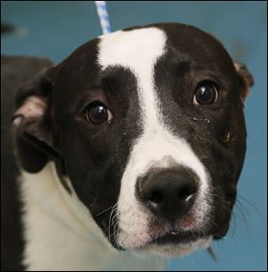 Jett is a male pitbull. Pound No. 6485; Jett.