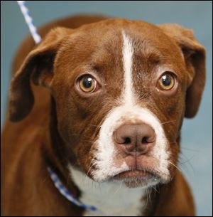 Mittens is a male boxer. Pound No. 1849.