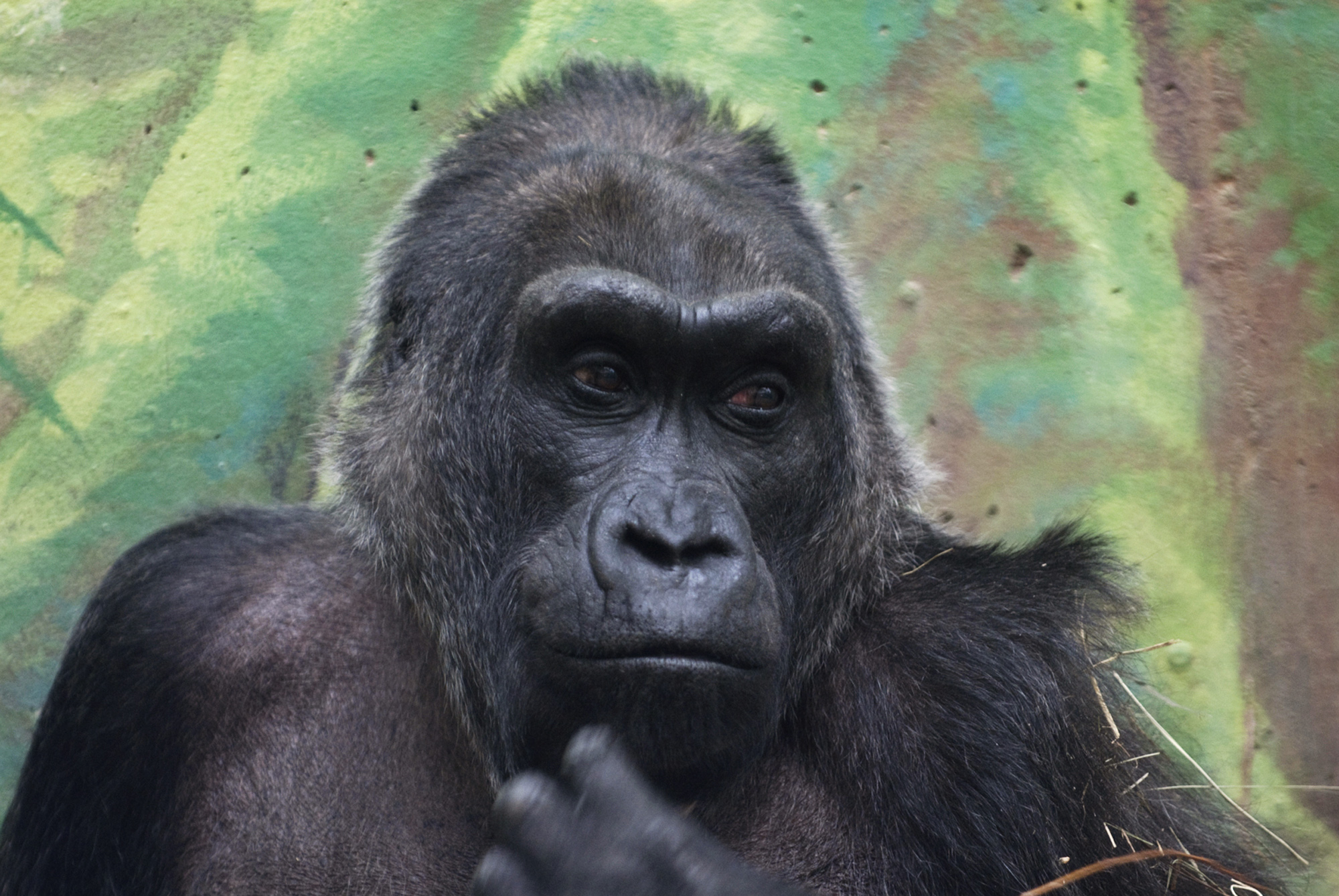 Oldest of zoo gorillas turns 56 in central Ohio The Blade