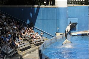 Park guests watch as a killer whale flips out of the water at SeaWorld Orlando's Shamu Stadium in Orlando, Fla. SeaWorld Entertainment Inc. filed for an initial public offering of stock that could raise $100 million.