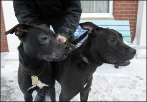 Speedy, left, a ‘pit bull’ mix who prefers the company of people over  dogs, and Taylor, a boxer and Labrador mix who likes to play with toys and other dogs, are  available for adoption Saturday.
