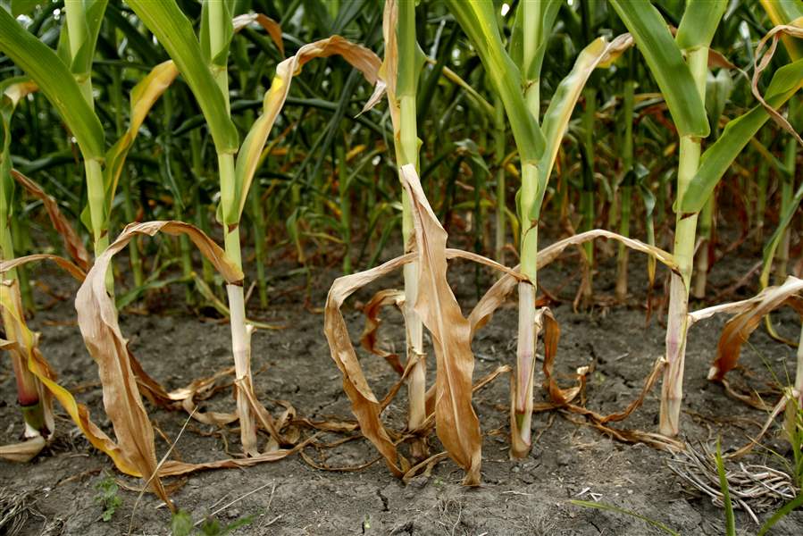 Stalks-of-corn-weather