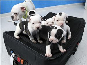 A litter of six puppies was found zipped in a suitcase left with their mother near a trash bin in March. The Toledo Area Humane Society received more than 100 applications to adopt the pups.