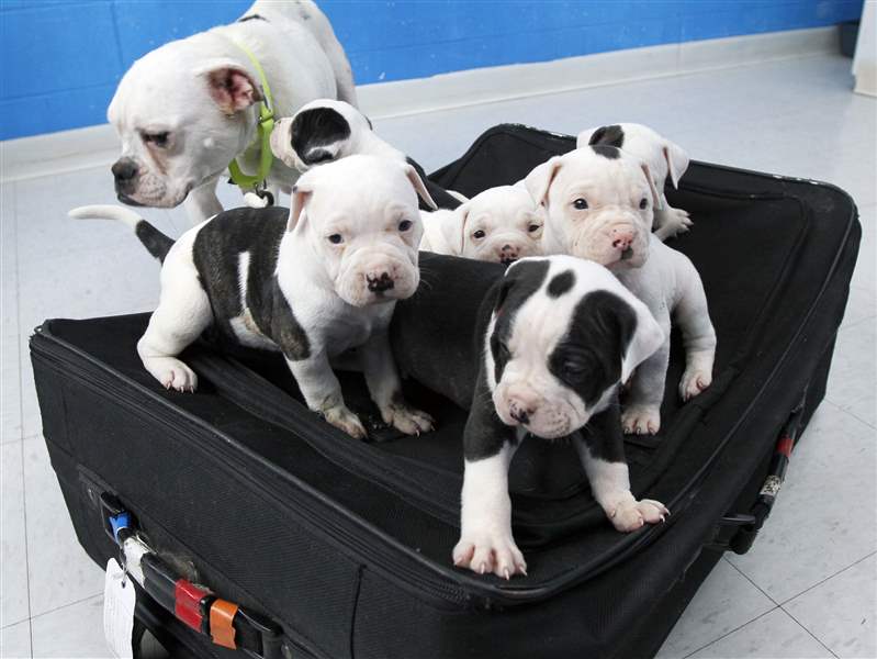 Suitcase-Dogs-Abandoned-1