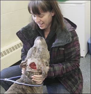 Mr. Jenkins, a ‘pit bull,’ is petted by Jean Keating of the Lucas County Pit Crew. Mr. Jenkins arrived  at the Lucas County Dog Warden’s Office on Dec. 17 with severe wounds. He is to undergo surgery to treat his injuries, including a procedure to insert a skin graft into a wound on his head.
