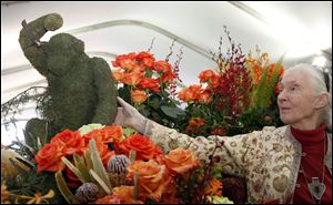 Jane Goodall, the world's foremost expert on chimpanzees looks over flowers in Pasadena, Calif., Monday. Goodall will be the Grand Marshall of the 2013 Rose Parade.