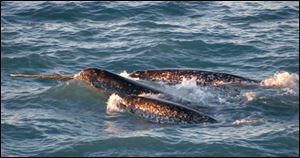 Narwhals are known as the unicorns of the sea for their spiral, ivory tusks that can grow longer than 8 feet. The tusks can sell for thousands of dollars each, but it's illegal to import them into the U.S.