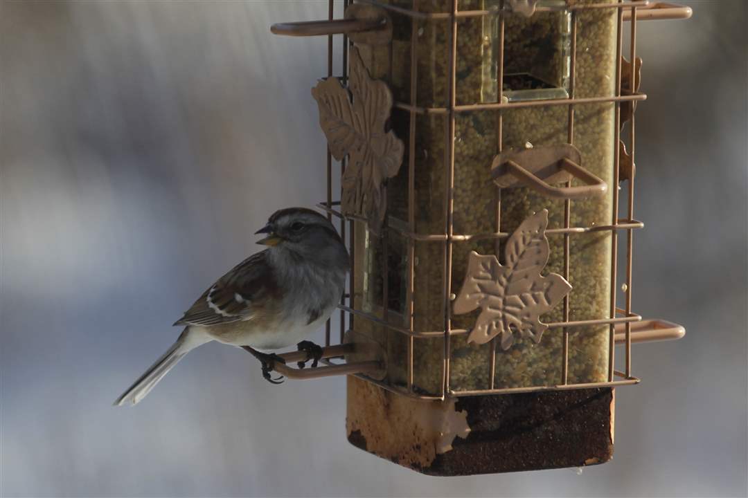 The-American-Tree-Sparrow-visits
