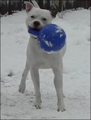 Bones, a dogo argentino sent to a Toledo dog trainer to work out aggression issues, was the only dog taken from the kennel.