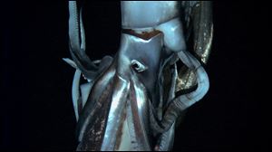 In this television image made from video recorded in the summer of 2012 provided by NHK and Discovery Channel, a giant squid swims in the deep sea off Chichi island, Japan. 