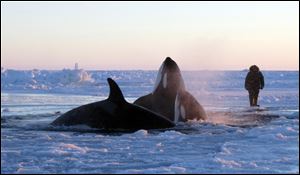 Killer whales surface through a small hole in the ice near Inukjuak, in Northern Quebec. 