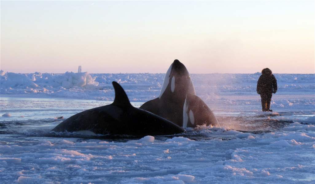 Killer-whales-surface-through-a-small-hole