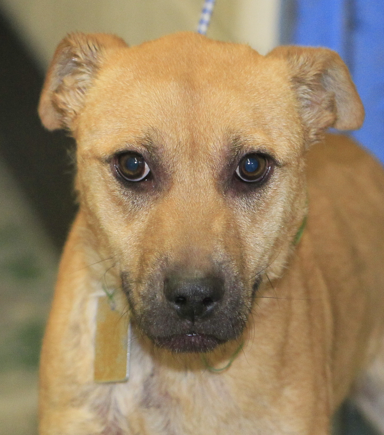 Lucas County dogs for adoption 112 The Blade