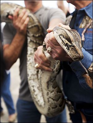 A captured 13-foot-long Burmese python is displayed for hunters before starting the Python Challenge.