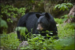 Shown is a black bear, the type of bear experts think has made its way to Seneca County.