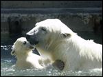  Siku, a young polar bear cub, plays with his mother Crystal at The Toledo Zoo. Crystal is mom to two twin cubs that will go on display in May.