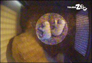 Twin polar bear cubs are to go on display this May. Thirteen-year-old mother Crystal is caring for the cubs off-exhibit, where the Zoos animal care staff is monitoring their progress through a monitor in the den.