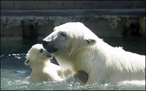 Siku, a young polar bear cub, plays with his mother Crystal at The Toledo Zoo. Crystal is mom to two twin cubs that will go on display in May.