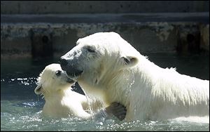 Crystal plays with Siku shortly after it was born in 2009 at the Toledo Zoo.  On Nov. 21, Crystal gave birth to still-unnamed twins.
