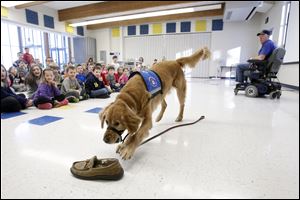 Service dog Quincy retrieves a slipper for his owner Benny Wilkerson, 68, who has multiple sclerosis, during a visit with students at Whiteford Elementary School in Ottawa Lake.