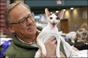 Ron Kress from Kresstar Cattery in Pittsburgh holds his 8-month-old Cornish Rex cat named Ollivander at the Cat Fanciers’ Association show at Monroe County Community College. The Cornish Rex breed  is known for its soft, short coat, which ideally falls in washboard waves.