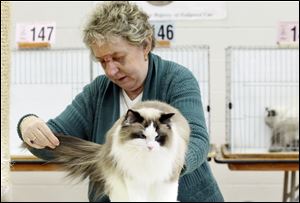 Judge Loretta Baugh examines a blue-eyed ragdoll cat named Angel, which is owned by Lisa Thomas of Maumee. Despite her glamorous looks, the cat was relegated to the household pet show ring because of a kink in her tail.