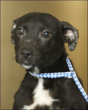Lizzy, a female labrador mix, is now available for adoption at the Lucas County Dog Warden office. Pound # 5075