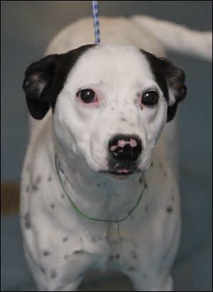 Morgan, a female dalmation mix, is now available for adoption at the Lucas County Dog Warden office. Pound # 97.