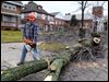  A city worker cuts a felled tree into smaller sections along Collingwood Boulevard.